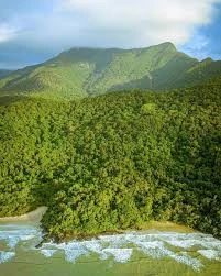 Daintree rainforest at dusk, light fading through the canopy