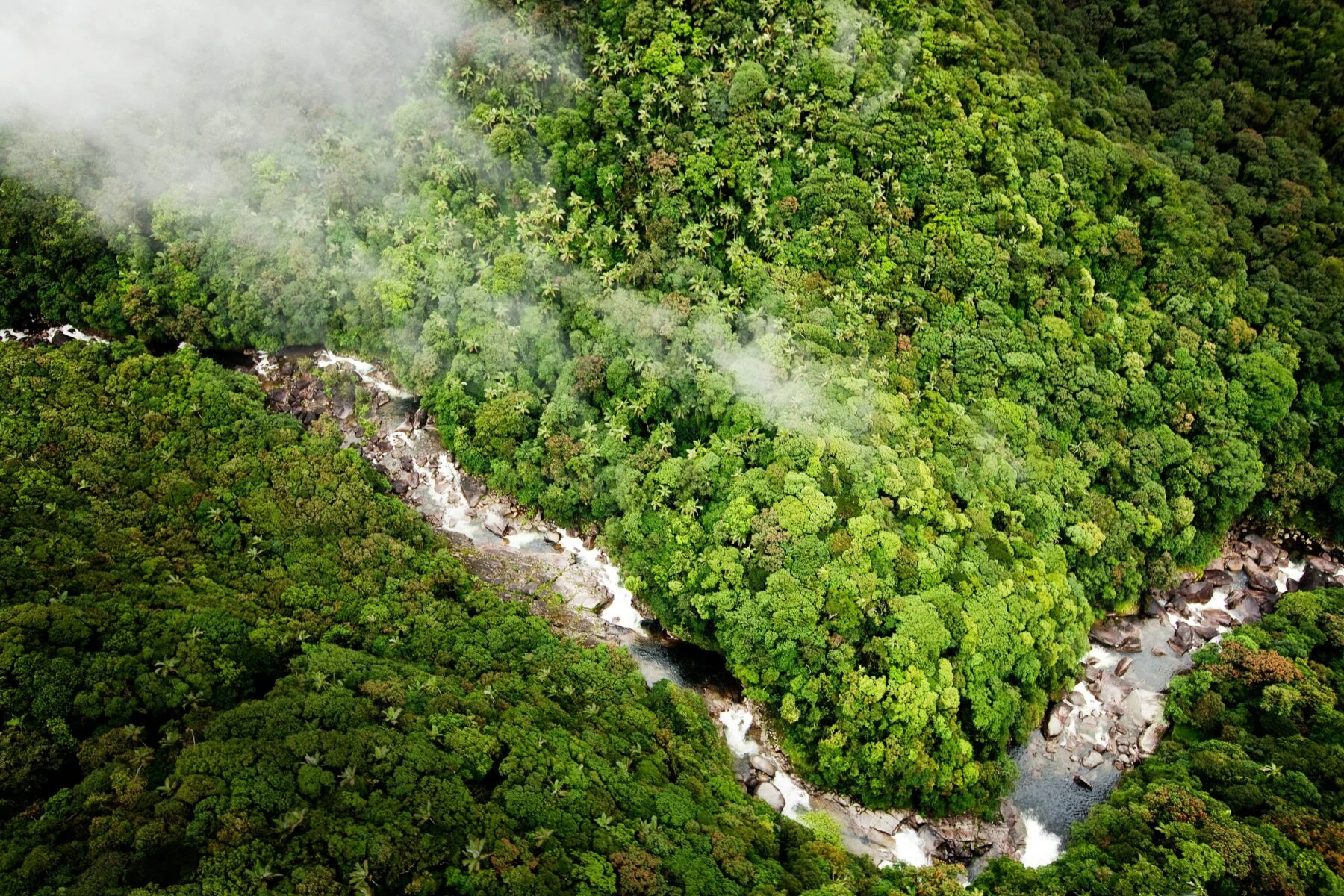 Deep rainforest trail through old-growth jungle