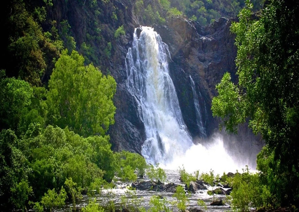 Daintree rainforest trail at night